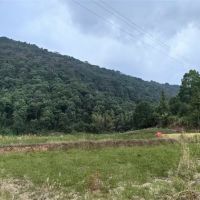 毀林鋪砂埋隱患？未批先動(dòng)工 違法代價(jià)必須擔(dān)！